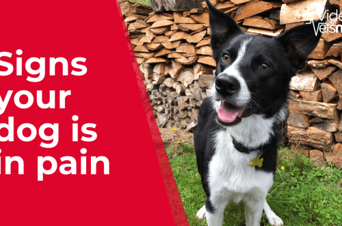 How do you know if your dog is in pain?
