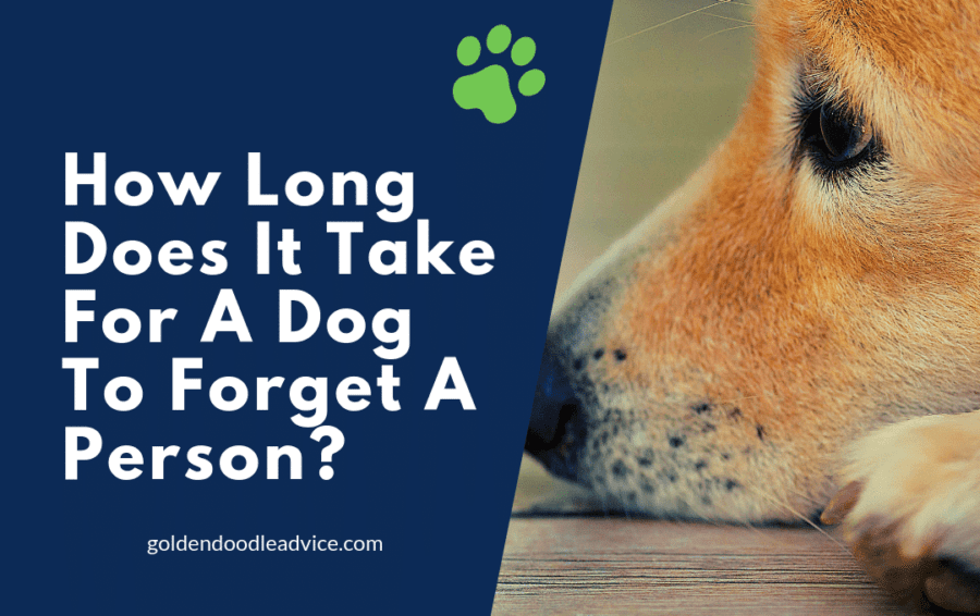 How does a dog remember a person?