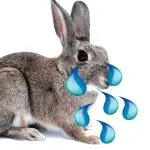 How does a hare cry? — All about our pets