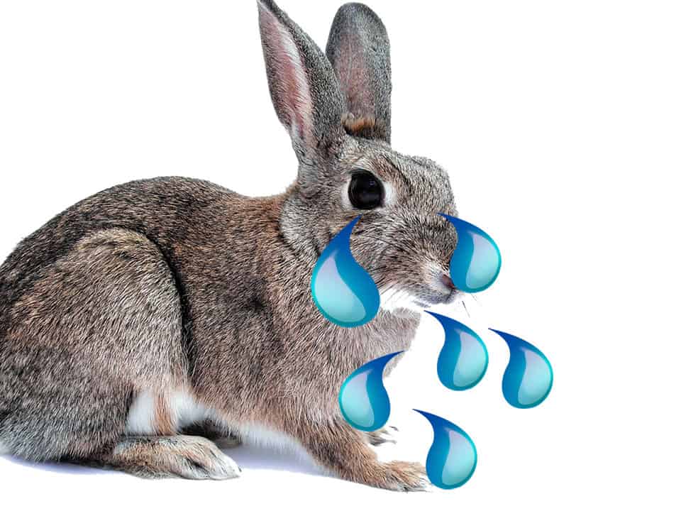 How does a hare cry? — All about our pets