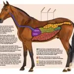 How does a horse “work”?