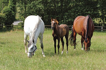 How does a horse work?