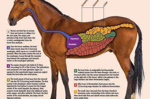 How does a horse &#8220;work&#8221;?