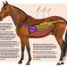 Composing a diet for an exhausted horse