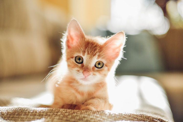 How does a kitten develop in the period from 1,5 to 3 months?