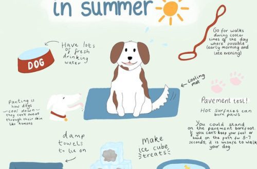 How dogs sweat and what helps them stay cool