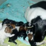 How guinea pigs give birth: how it happens