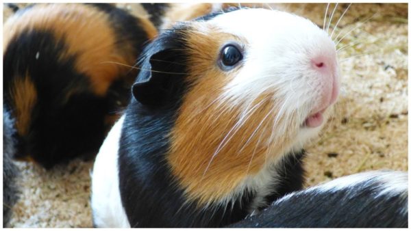 How guinea pigs see our world, features of the vision of a rodent