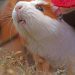 Guinea pig and cat in the same house: will a cat get along with a rodent?