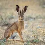 How hares live in the wild – All about our pets