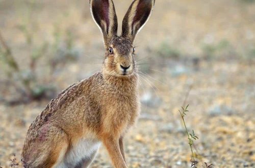 How hares live in the wild &#8211; All about our pets