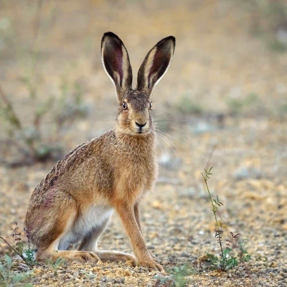How hares live in the wild &#8211; All about our pets