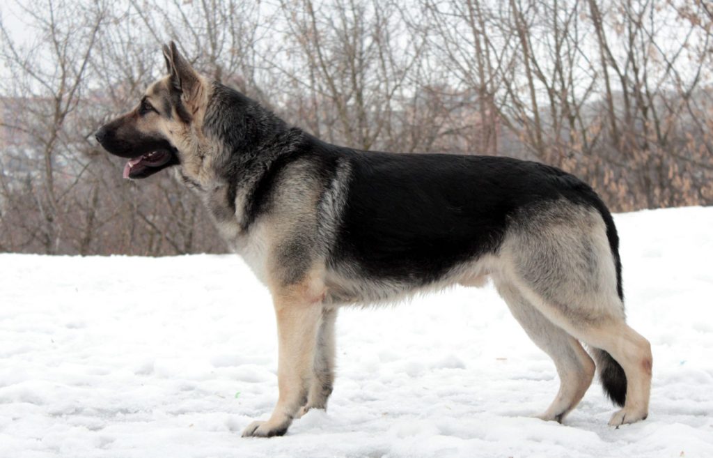 How is a German Shepherd different from an Eastern European