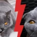 Don Sphynx and Canadian: so similar and so different