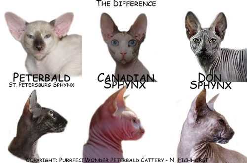 How is the Don Sphynx different from the Canadian?