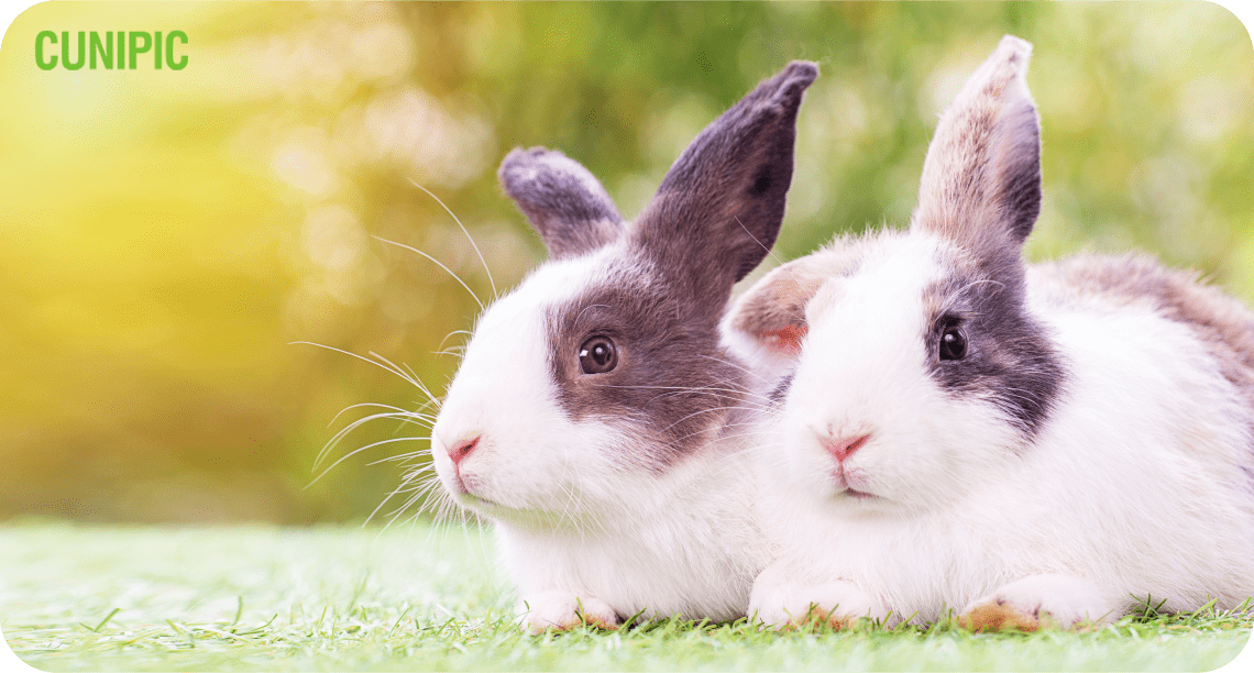 How is the mating of decorative and dwarf rabbits
