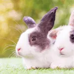 How is the mating of decorative and dwarf rabbits