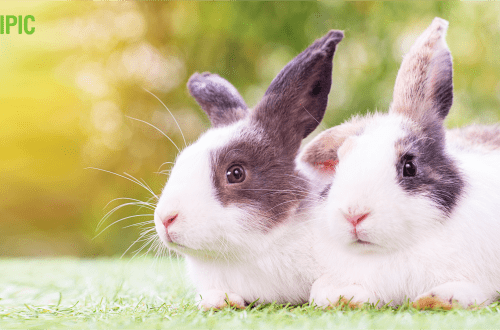 How is the mating of decorative and dwarf rabbits