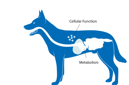 How is the metabolism in dogs
