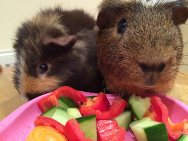 How long can a guinea pig live without food and water, how many days can it be left alone at home?