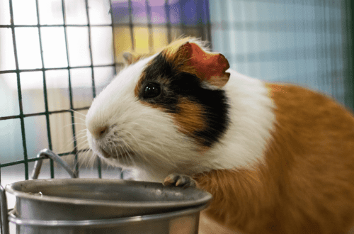 How long can a guinea pig live without food and water, how many days can it be left alone at home?