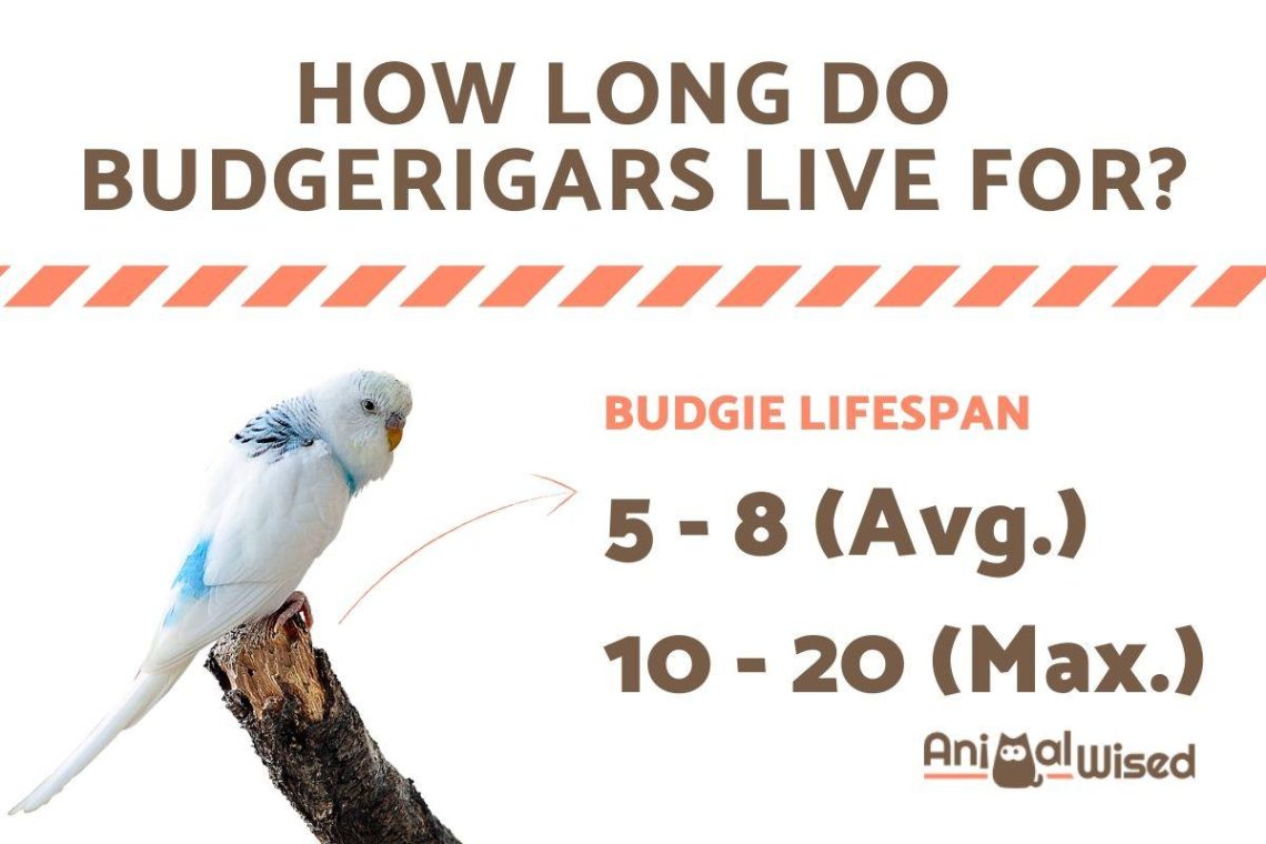 How long do budgerigars live in the wild and at home