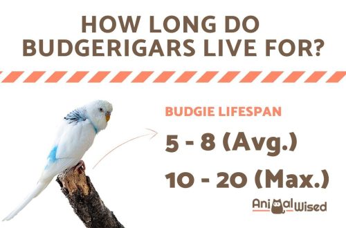 How long do budgerigars live in the wild and at home