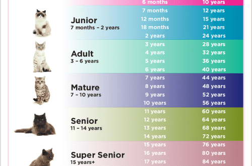 How long do cats live on average at home?