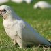 Find out the age of a budgerigar: external signs of a young parrot