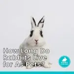 How long do decorative rabbits live, the impact on the life expectancy of the breed itself and living conditions
