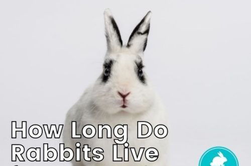 How long do decorative rabbits live, the impact on the life expectancy of the breed itself and living conditions