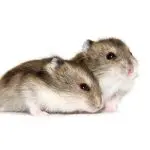 How long do Djungarian hamsters live in nature and at home