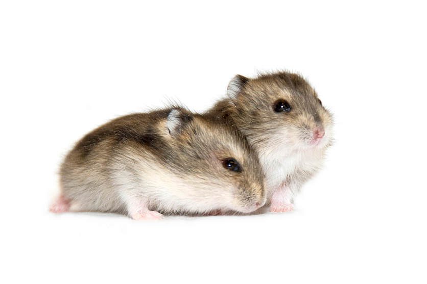 How long do Djungarian hamsters live in nature and at home