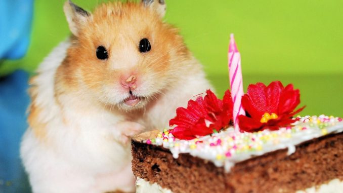 How long do hamsters live at home, average life expectancy