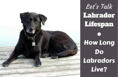 Kui kaua labradorid elavad? Dieedi ja sisu omadused