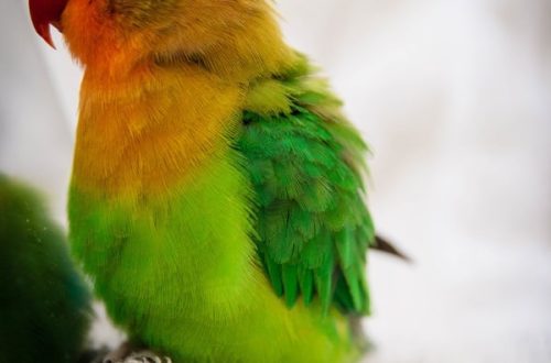 How long do lovebirds live at home and in nature