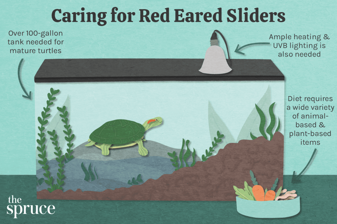 How long do red-eared turtles live, keeping and caring for them