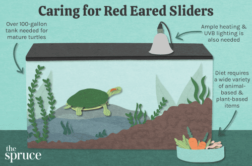 How long do red-eared turtles live, keeping and caring for them
