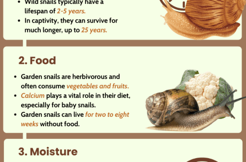 How long do snails live: recommendations for care from experienced professionals
