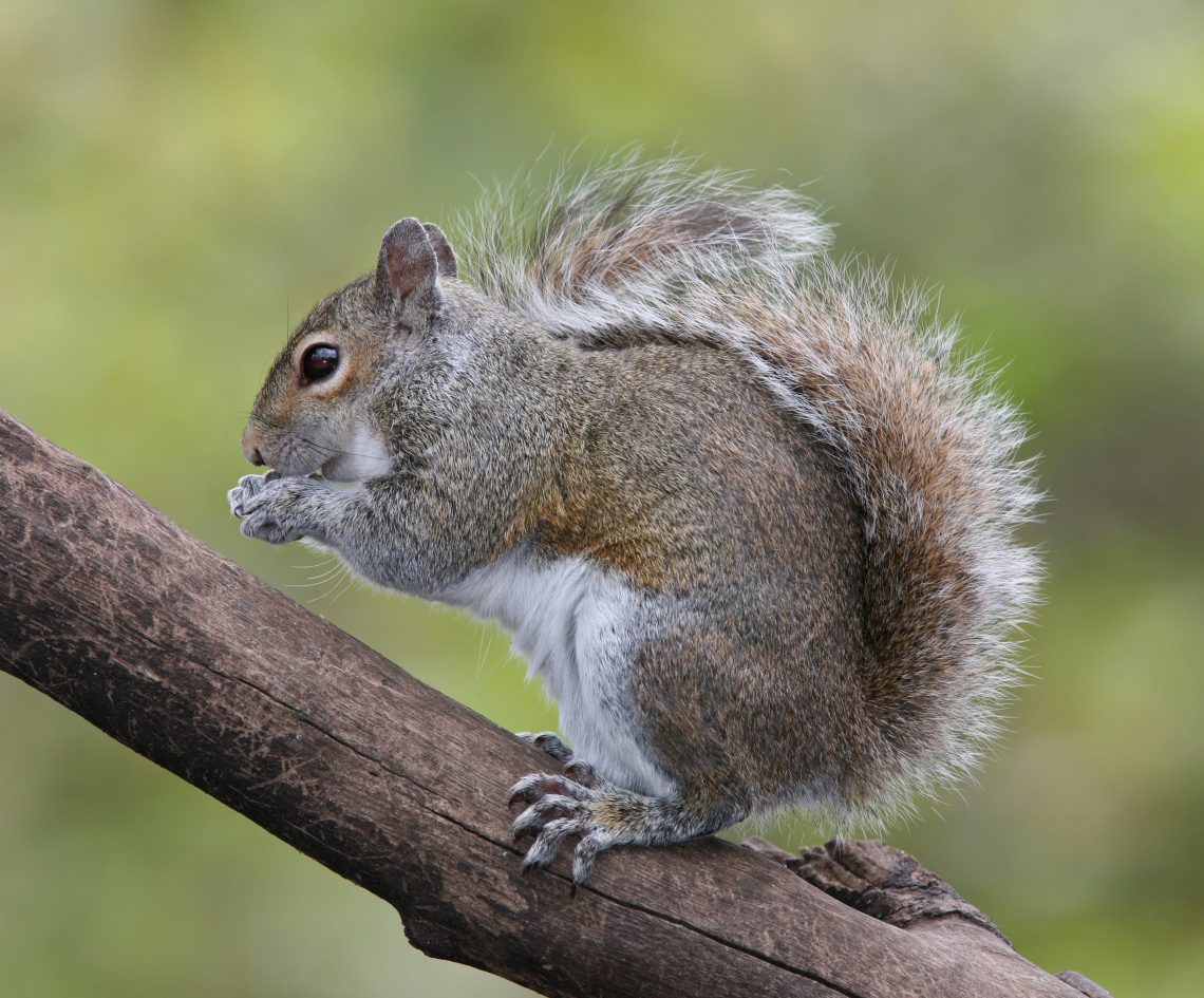 How long do squirrels live at home, how many in the forest, and what to do to extend their life