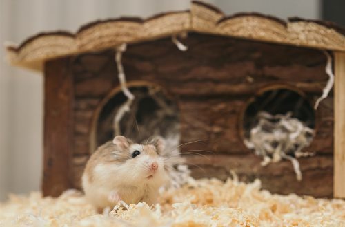 How long do Syrian hamsters live at home
