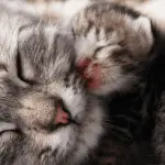 How long does a cat go pregnant: signs of pregnancy, how to prepare and organize the birth of a pet
