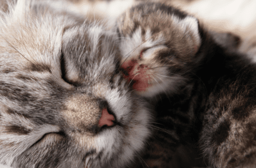 Kui kaua kass rasestub: raseduse tunnused, kuidas lemmiklooma sündi ette valmistada ja korraldada