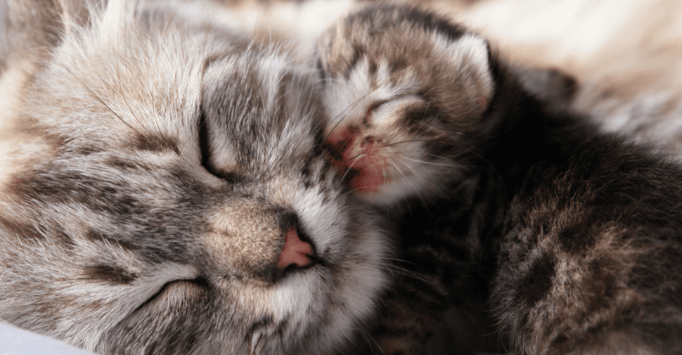 Kui kaua kass rasestub: raseduse tunnused, kuidas lemmiklooma sündi ette valmistada ja korraldada