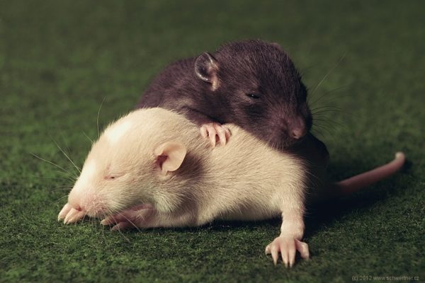 How long does pregnancy last in rats, how to understand that a rodent bears offspring