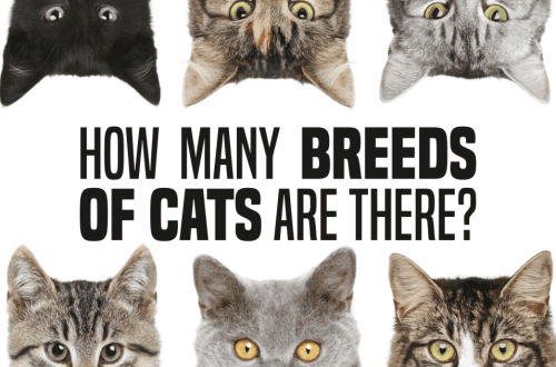 How many breeds of cats are there in the world