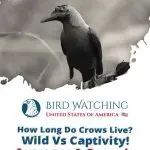 How many crows live in captivity and the wild: features of bird life