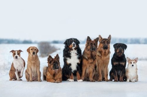 How many dog ​​breeds are there?