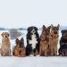 Vivid examples of dog loyalty