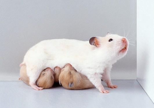 How many hamsters go pregnant, how to recognize and determine pregnancy in Djungarian and Syrian hamsters